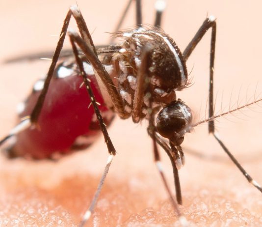 කොරෝනා අස්සේ හිස ඔසවන ඩෙංගු මාරයා..