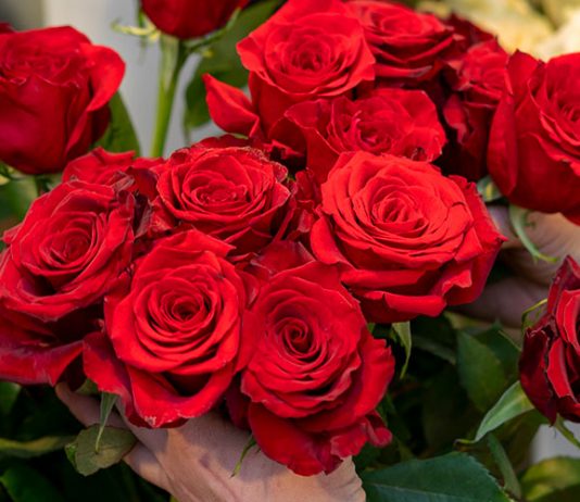 ලෝකයේ ඉහළ ඉල්ලුමක් ඇති රෝස වගාව…