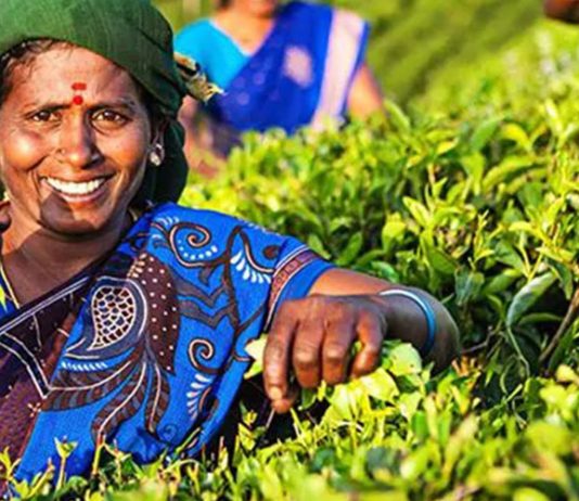 ශ්රී ලංකාවේ හොඳම තේ වර්ග ගැන ඔබ දැනුවත්ද..?